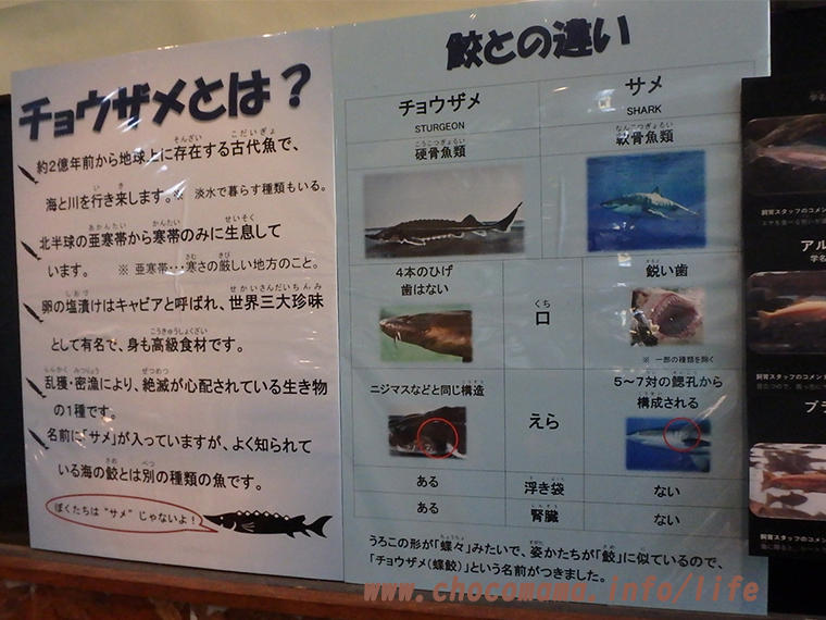 森の中の水族館。（山梨県の富士湧水の里水族館）館内のチョウザメの説明